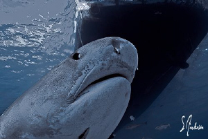 This image shows a perspective look at a large Tiger Shar... by Steven Anderson 